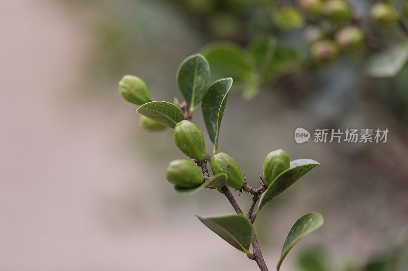 红梢椰子‘Chrysobalanus Icaco’植物